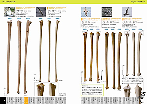 概要）鳥の骨探 ～ダチョウ・ペンギン・アホウドリ・ツル・タカ ...